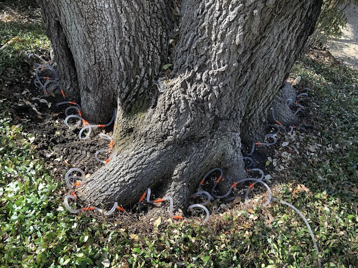Detailed Tree Cabling and Bracing job site in Sag Harbor