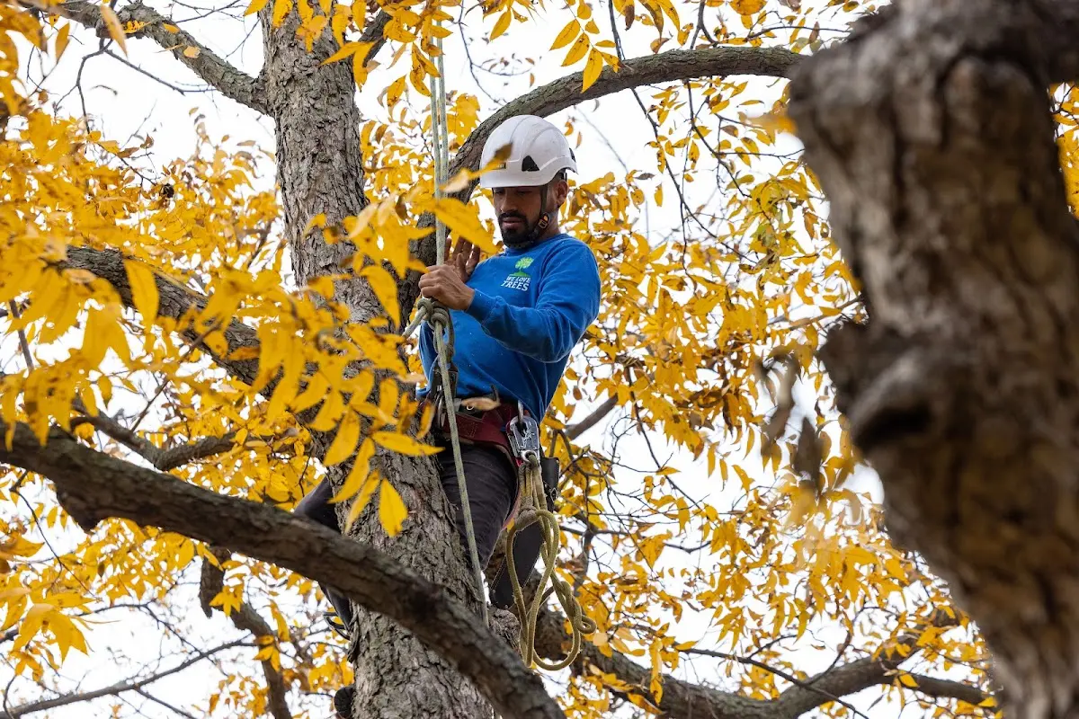 Skilled Tree Planing crew working in Sag Harbor
